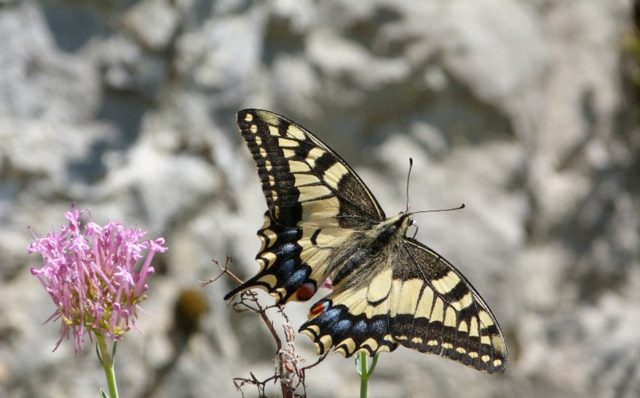 Familia Papilionidae: Cola de golondrina (Papilio machaon), sobre una mata de Milamores (Centranthus ruber), en el Fuerte de San Martín (Santoña).