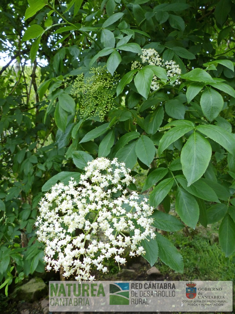01.Sambucus-nigra-aspecto