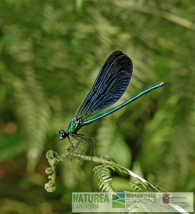 Calopteryx virgo subs. meridionalis macho adulto Ro Saja (Cabezn de la Sal). 16 de julio de 2016