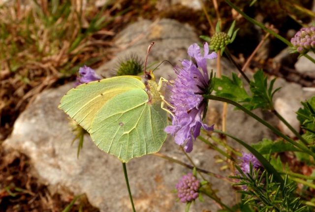 Familia Pieridae: Cleopatra (Gonepteryx cleopatra), un macho sobre escabiosa (Knautia sp.) en las laderas del monte Cincho (Arnuero).