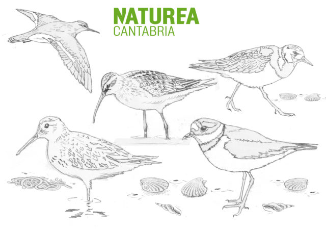 Dibujo aves limícolas