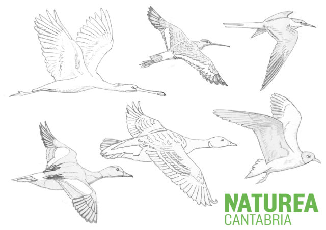 Aves migradoras del Parque Natural de las Marismas de Santoña, Victoria y Joyel