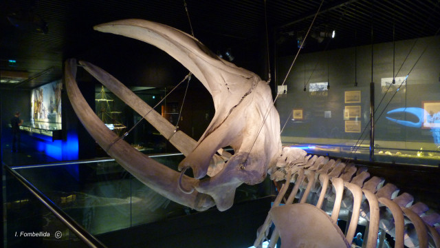 7-Esqueleto, San Sebastián, Aquarium, Ballena franca