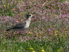 Chorlito dorado americano (Pluvialis dominica) Gran viajero, se desplaza anualmente entre las zonas de cría del Ártico americano hasta sus áreas de invernada en el sur de Sudamérica. Aparece de manera habitual todos los inviernos en nuestras costas, sobre todo en Galicia y Canarias. Localizado en febrero de 2019 en la playa del Regatón (primera cita para Cantabria). American_Golden-Plover.jpg Wikimedia commons (Bettina Arrigorri. CC BY 2.0)