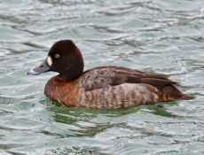 Porrón bola (Aythya affinis)