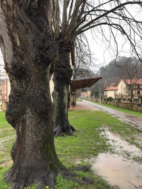 Cuesta imaginar lo que está ocurriendo dentro de las cortezas