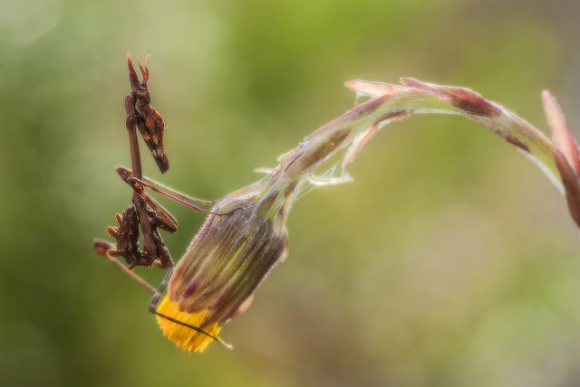 Daniel Alonso felices - empusa pennata