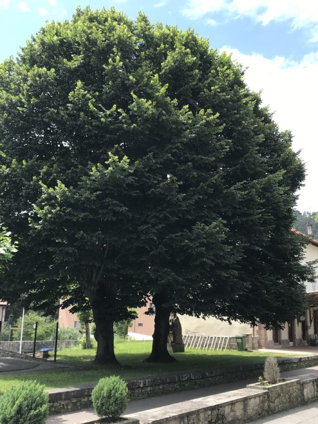 Las imponentes copas de los Tilos casi ocultan la estación Las imponentes copas de los Tilos casi ocultan la estación