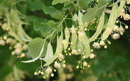 Detalle de las flores de los Tilos Detalle de las flores de los Tilos