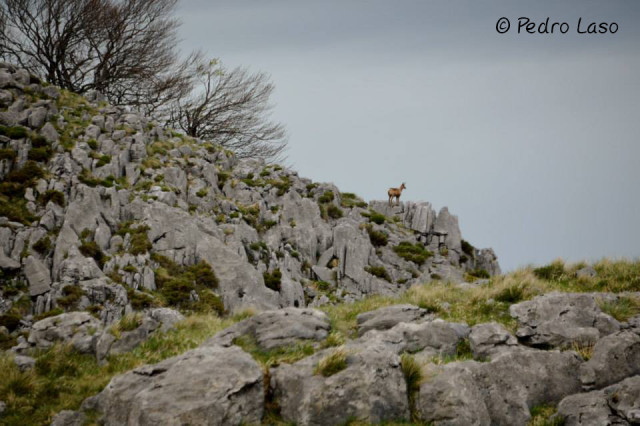 Rebeco cantábrico en el Parque Natural Collados del Asón, Mayo 2015.
