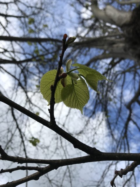 Yemas en distintas fases del desarrollo foliar