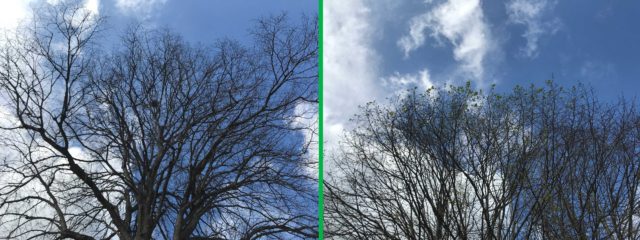 Tilos de la Estación con hojas y tilo a pocos metros al noroeste aún sin hojas. La importancia de las microcondiciones ambientales.