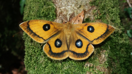 Polilla Tau (Aglia tau).