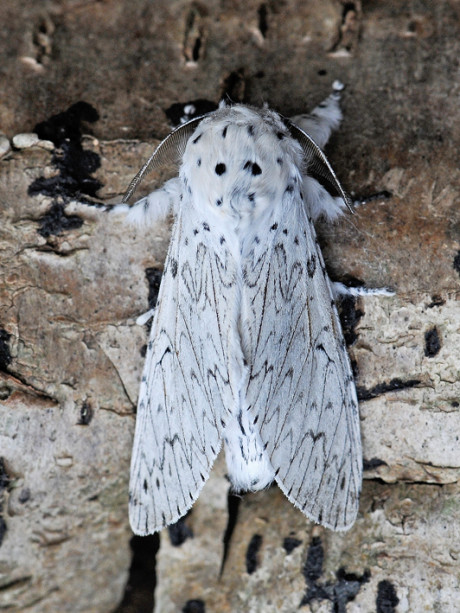 Polilla armiño europea (Cerura erminea).
