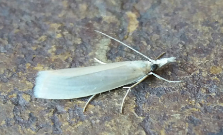 Blanquita perlada (Crambus perlella).