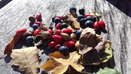 Frutos de otoño, entre los que destacan el escaramujo y las endrinas.