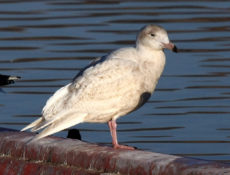 Gavión hiperbóreo (Larus hyperboreus)