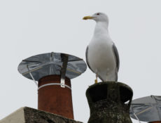 Gaviota del Caspio (Larus cachinnans)