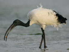 Ibis sagrado (Threskiornis aethiopicus)
