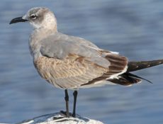 Gaviota guanaguanare (Leucophaeus atricilla)