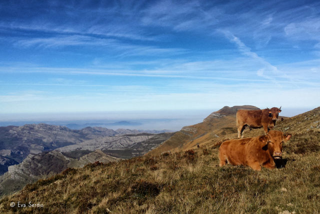 Ganado vacuno descansando en pastizales de montaña con la cima de Porracolina al fondo de la fotografía.