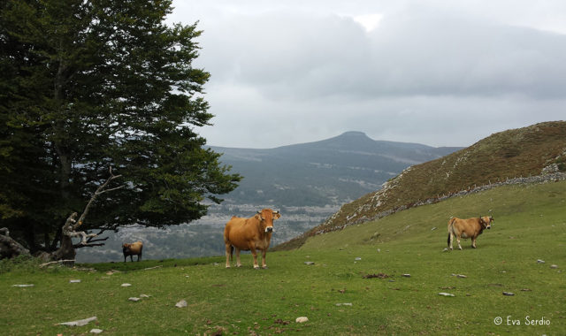 Prados de pasto con ganado vacuno junto a la cabaña del Pozo.