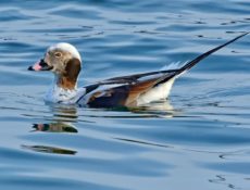 Pato havelda (Clangula hyemalis)