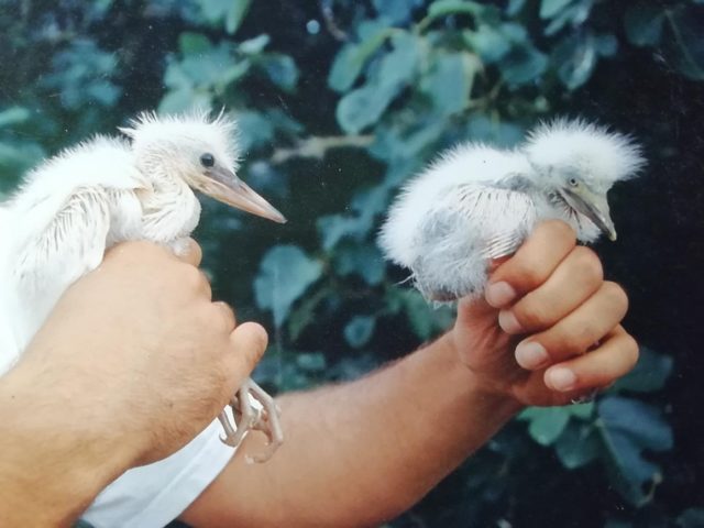 Pollo de garceta común (Egretta garzetta) a la izquierda y de garcilla bueyera (Bubulcus ibis) a la derecha.
