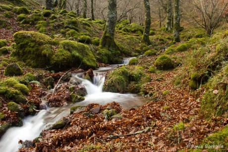 RNF río Argoza y río Queriendo