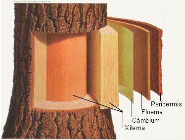 Sección de un tronco con las distintas capas que lo componen