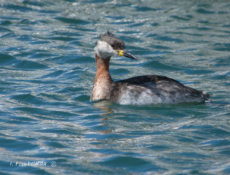 omormujo cuellirrojo (Podiceps grisegena) Muy similar al más habitual Somormujo lavanco, esta especie, que nos llega del norte de Europa en escaso número, ha sido avistada de manera irregular durante los últimos inviernos, siendo la última vez en 2018. Somormujo cuellirrojo en el puerto de Santo´´a