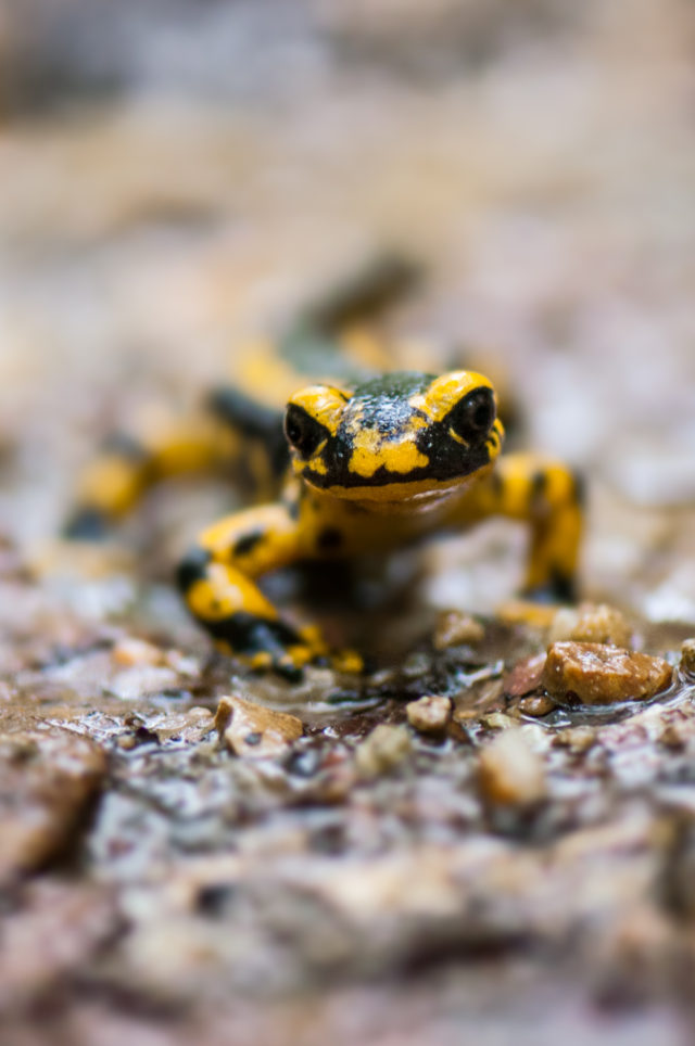 Victor Fernandez Mollinedo - Una salamandra muy interesada