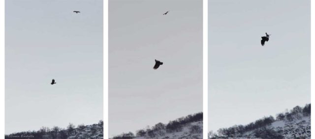 Comportamiento de defensa territorial del busardo ratonero ante la presencia de un águila real en el PN Saja-Besaya.