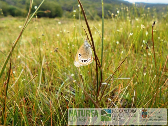 coenonympha glycerion