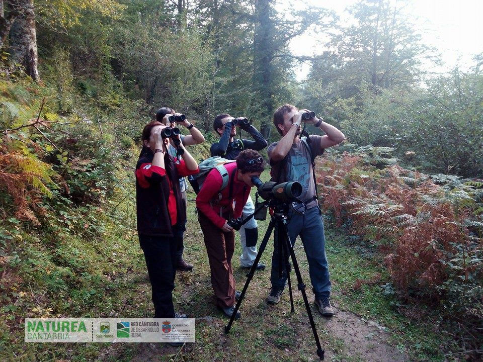 Observando los ciervos