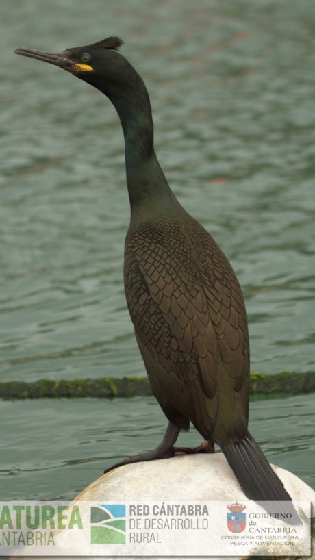 Foto 1. Cormorán moñudo adulto