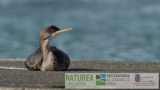 Foto 3. Cría de cormorán moñudo descansando en un espigón del muelle de Santoña