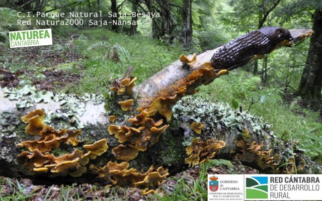 fotos babosas con logos