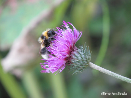Abeja obteniendo néctar de un cardo.