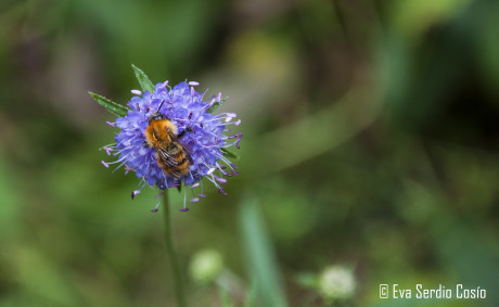 Abeja posada sobre una escabiosa.