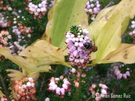 Abeja de la miel sobre brezo divagante.