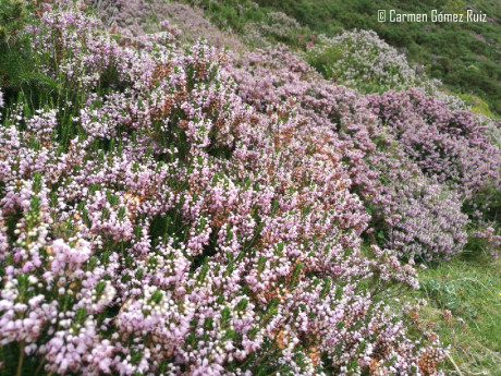 Brezal en el Parque Natural Collados del Asón.