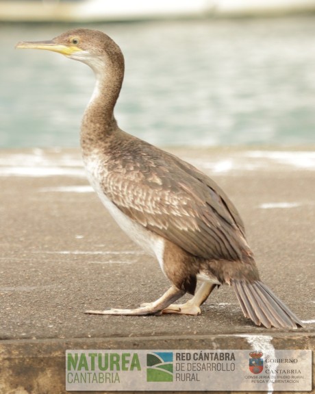 Foto 2. Cría de cormorán moñudo
