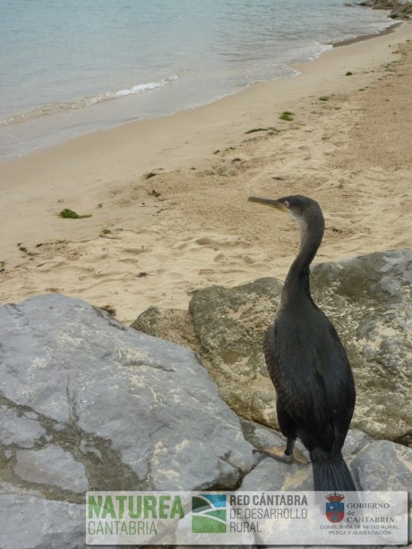 Foto 4. Juvenil de cormorán moñudo