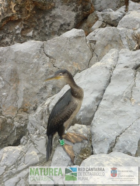 Foto 5. Juvenil anillado de cormorán moñudo (pies palmeados visibles)