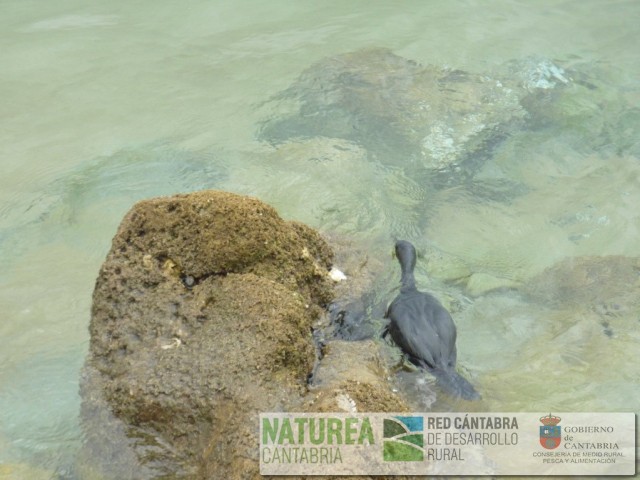 Foto 6. Cormorán moñudo buceando
