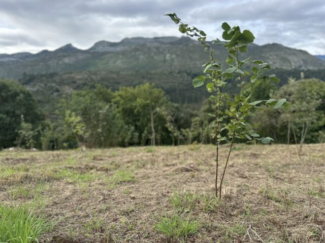 Castaño naciendo en la plantación forestal PROVOCA de Cades arbol nacienco