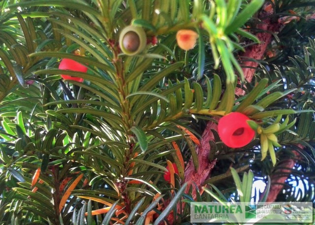 Frutos tejo Frutos tejo