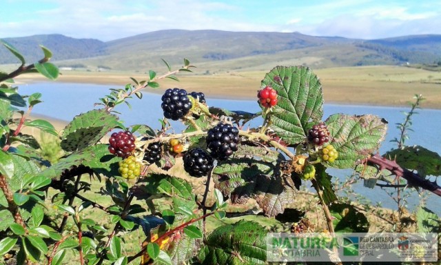 Zonas arbustivas para para favorecer a los pequeños mustélidos Zonas arbustivas para para favorecer a los pequeños mustélidos