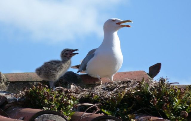 Adulto y Pollo de gaviota patiamarilla (Larus michahellis).